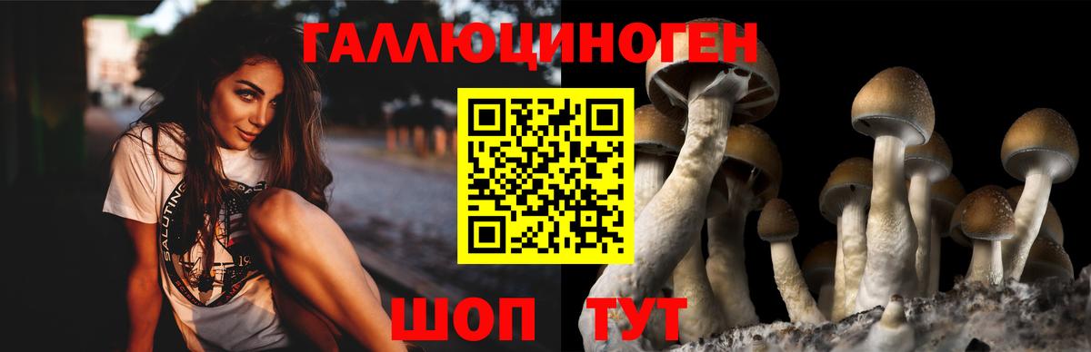 Псилоцибиновые грибы Cubensis Коммунар